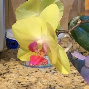 Meet your Posher, Rio